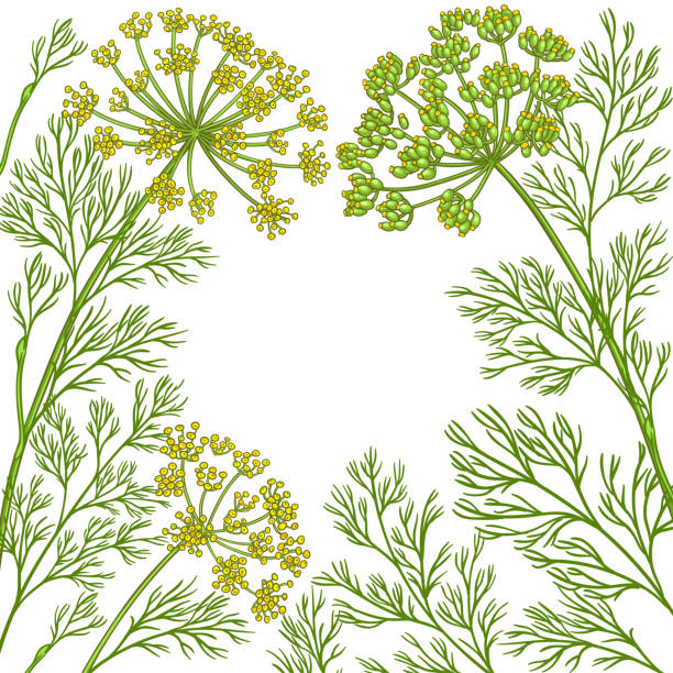 ilustrações, clipart, desenhos animados e ícones de frame do vetor do aneto - fennel vegetable food white background