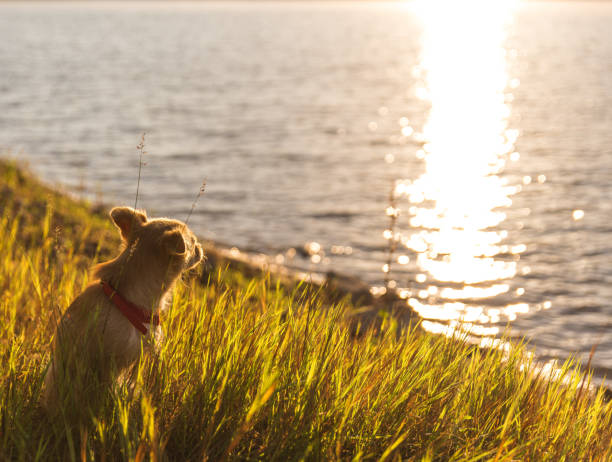 istock Early summer morning dogo 1133782968