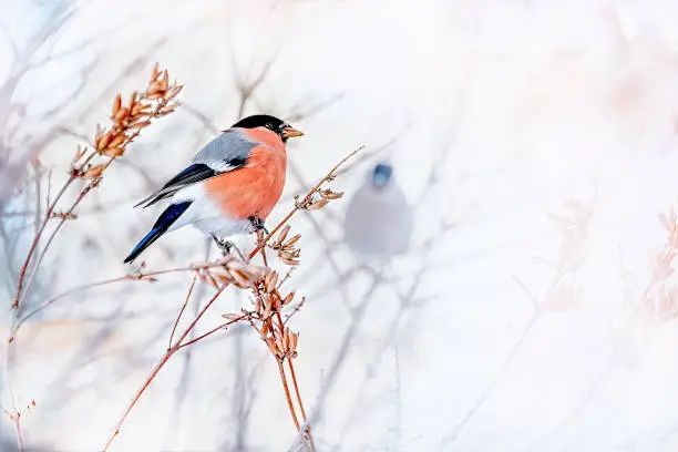 Common bird Bullfinch Pyrrhula with red breast sitting on snow maple branch. Festive male bullfinch Christmas greeting background. Closeup horizontal colorful image with copy space, place for text