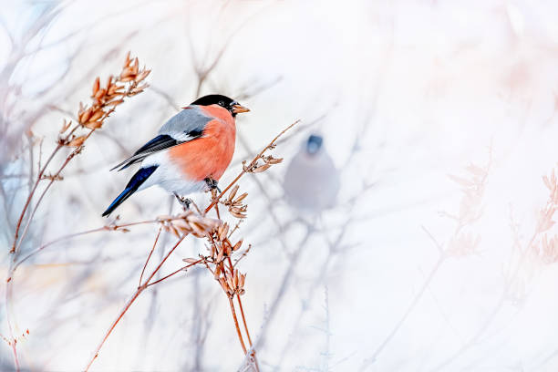 vanlig fågel bullfinch pyrrhula med rött bröst sitter på snö lönn gren. - domherre bildbanksfoton och bilder