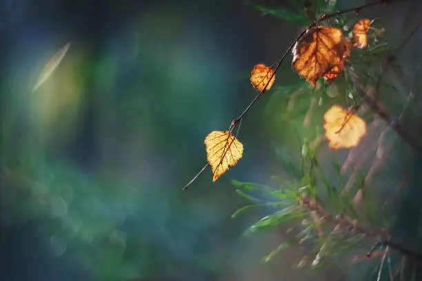 Autumn yellow gentle birch leaf on a sunny day. Art. Wallpaper. Selective soft focus.