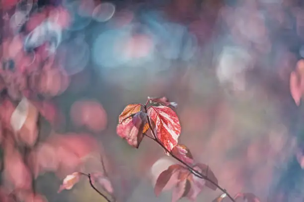 Autumn pink tender shrub euonymus on a sunny day. Art. Wallpaper. Selective soft focus.