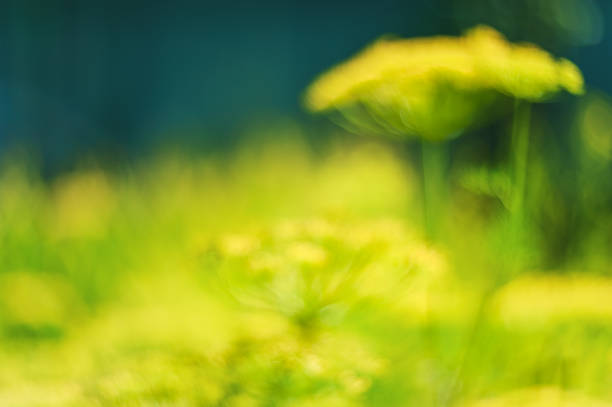 istock Abstract bokeh and blurred colorful nature background model used to stick text 1133783234