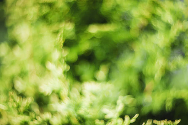 istock Abstract bokeh and blurred colorful nature background model used to stick text 1133783256