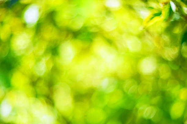 istock Abstract bokeh and blurred colorful nature background model used to stick text 1133783259