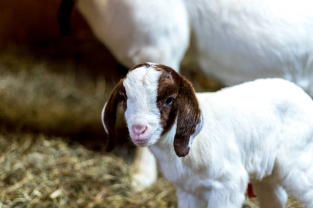 istock Spotted Boer Goat kid in barn with mother. 1133784775