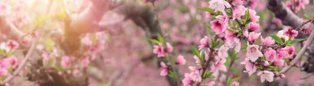 istock background of spring blossom tree with pink beautiful flowers. selective focus 1133784780