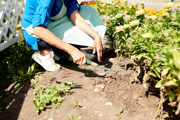 istock Gardener Planting Flowers Closeup 1133784977