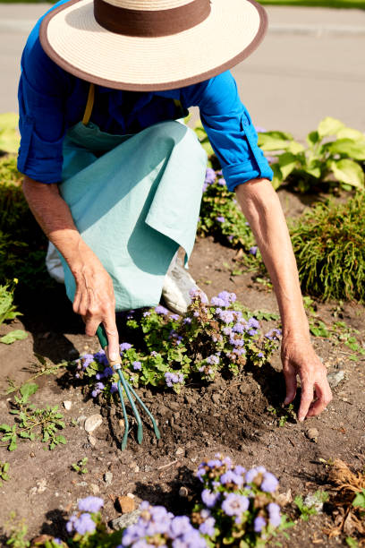 istock Gardener Planting Flowers 1133784979