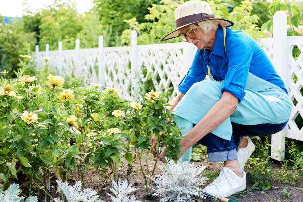 istock Senior Gardener Planting Flowers 1133784980