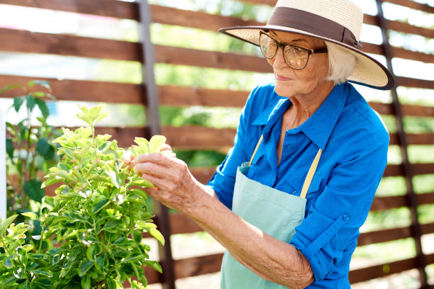 istock Senior Gardener Looking at Plants 1133784997