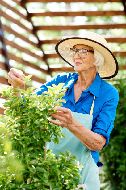 istock Happy Senior Woman Caring for Plants 1133785001