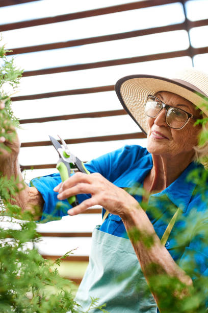istock Senior Woman Caring for Plants 1133785002