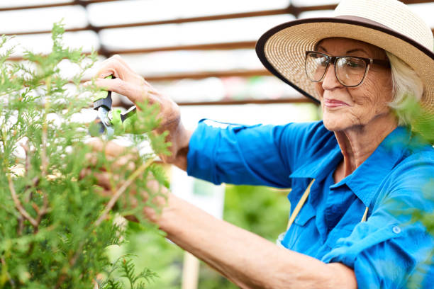 donna anziana sorridente che si prende cura delle piante - plant flower ornamental garden flower bed foto e immagini stock