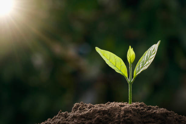 istock small green tree growing in garden with sunlight. eco concept 1133785019