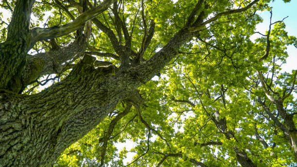 istock The big trunk of the oak tree 1133785504
