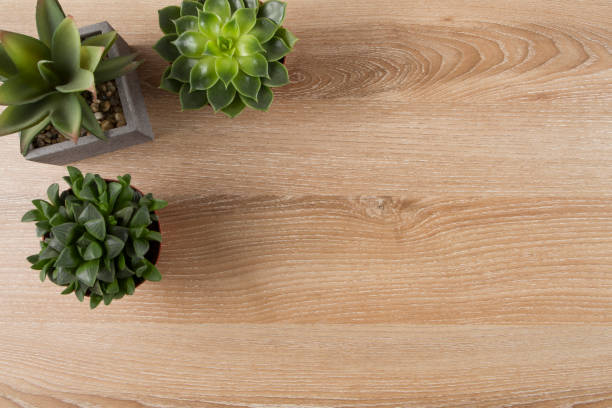 Collection of various succulent plants in different pots on brown wooden background with copy space