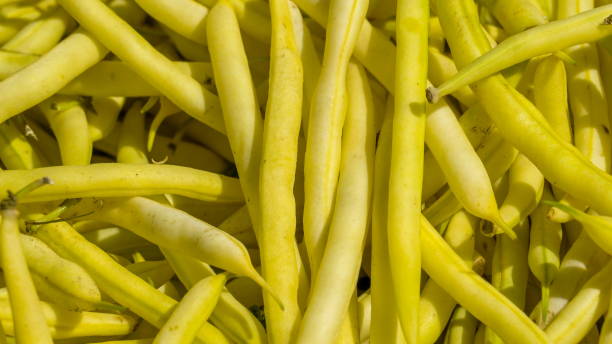 istock The small common beans in hundreds 1133787239