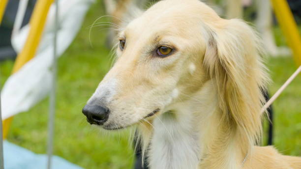 A brown Dachshund dog in the show A brown Dachshund dog in the show with her blond hair and big ears finnish hound stock pictures, royalty-free photos & images