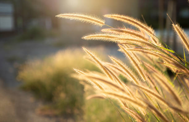 nature concept background, Morning light with grass flower, vintage warm light