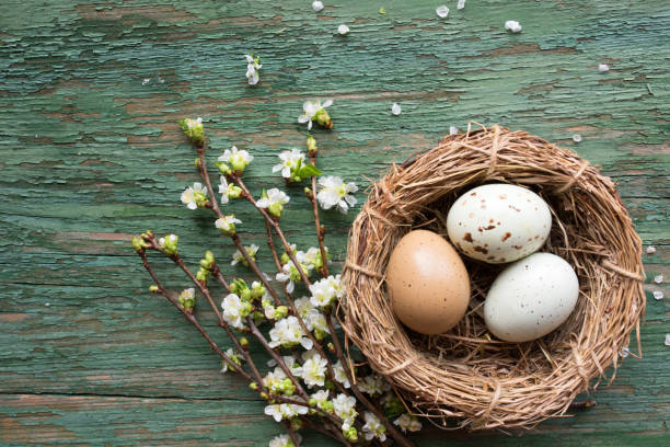 пасхальные яйца в соломенном гнезде на старом лесу - easter nest стоковые фото и изображения