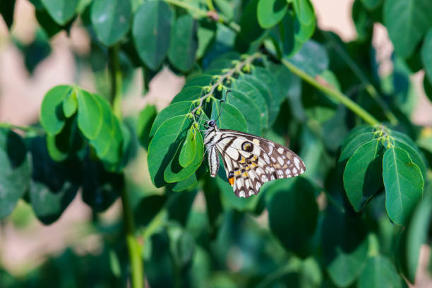 The Common Lime Butterfly sitting on the flower plants in its natural habitat with a nice soft blurry background.