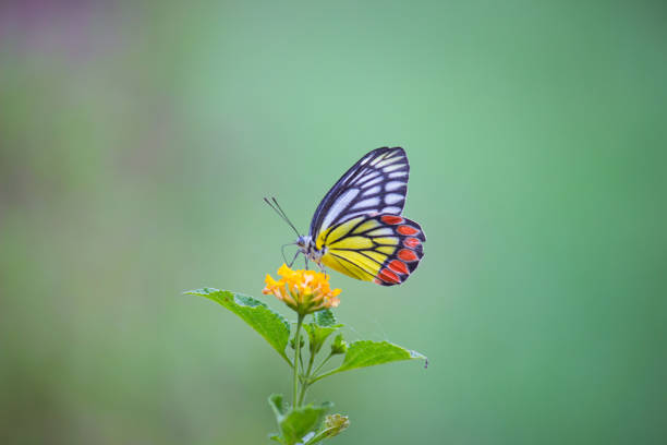 istock Beaitiful Butterfly on the flower Plants 1133789162
