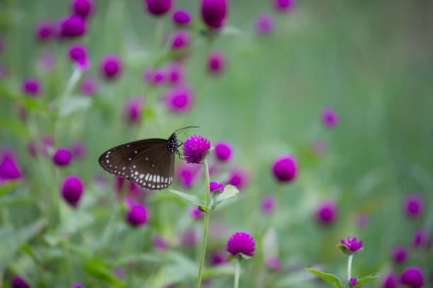 The Common Crow Butterfly sitting on the flower plant and feeding itself on a nice soft green blurry background