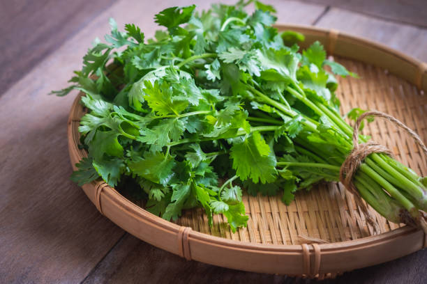coriandolo fresco, foglie di coriandolo su cesto - parsley cilantro herb freshness foto e immagini stock