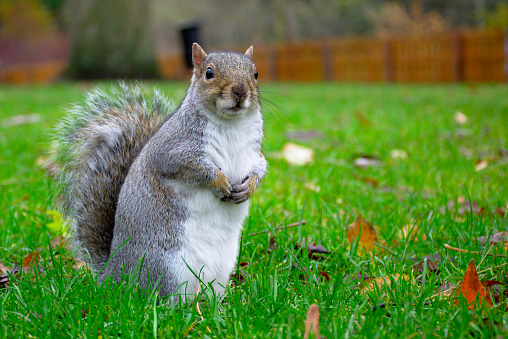 Edinburgh has a lot of cute squirrels