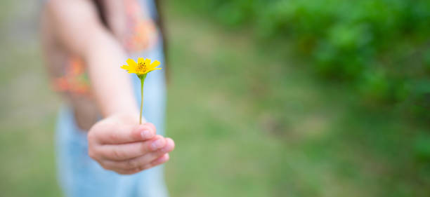 dziecko daje żółty kwiat - child little girls single flower flower zdjęcia i obrazy z banku zdjęć