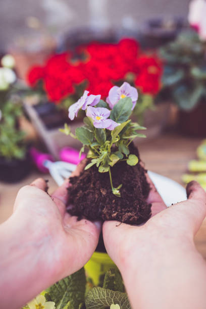 istock Woman's hands planting spring flowers 1133792137
