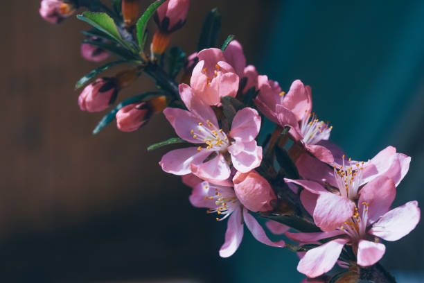 istock Flowering branch of cherry closeup. Spring background. 1133792300