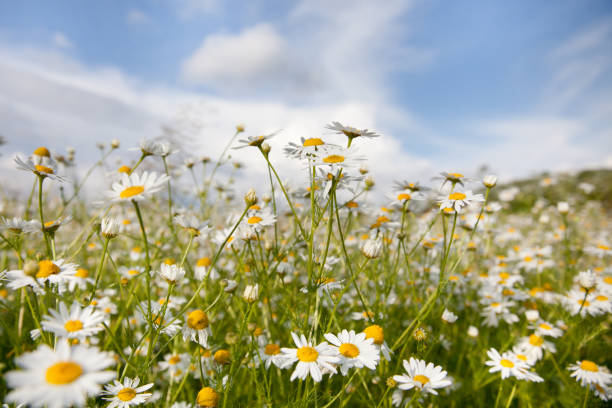 istock Meadow with blooming daisies in Sunny weather in summer. 1133792820