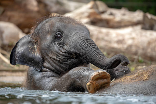 istock Young Indian Elephant on back on mother in the water 1133793724