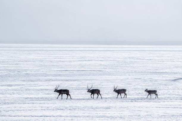 istock Notsuke Peninsula ,Hokkaido,Japan. 1133793768
