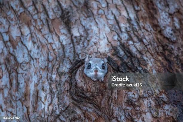 Flying Squirrel Stock Photo - Download Image Now - Flying Squirrel, Hokkaido, Forest