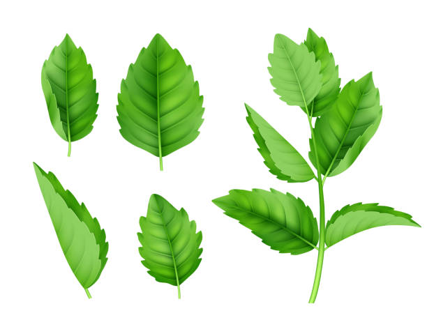 ilustraciones, imágenes clip art, dibujos animados e iconos de stock de hojas de menta. mentol hierbabuena fresca olor naturaleza producto vector realista plantilla - mint leaf peppermint green