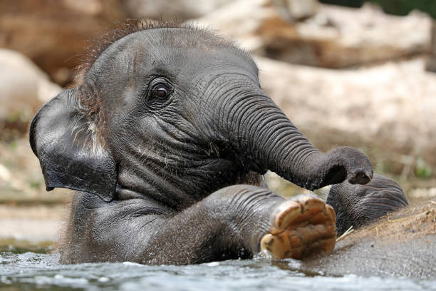 istock Young Indian Elephant on back on mother in the water 1133793914