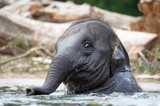 istock Young Indian Elephant playing in the water 1133793954