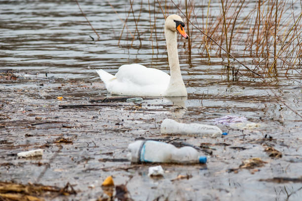 istock Swan swims in contaminated water with plastic bottles 1133793961