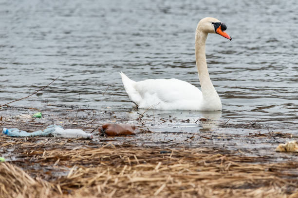 istock Swan swims in contaminated water with plastic bottles 1133794031