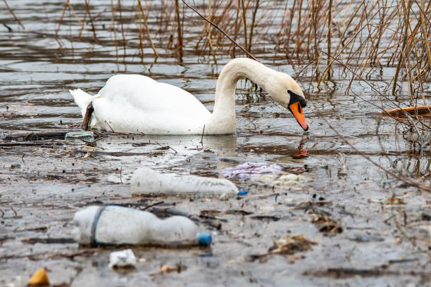 Swan swims in contaminated water with plastic bottles