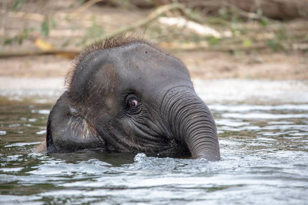 istock Young Indian Elephant playing in the water 1133794058