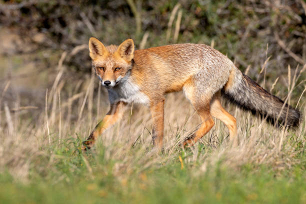 istock Cute red fox in natural habitat 1133794079