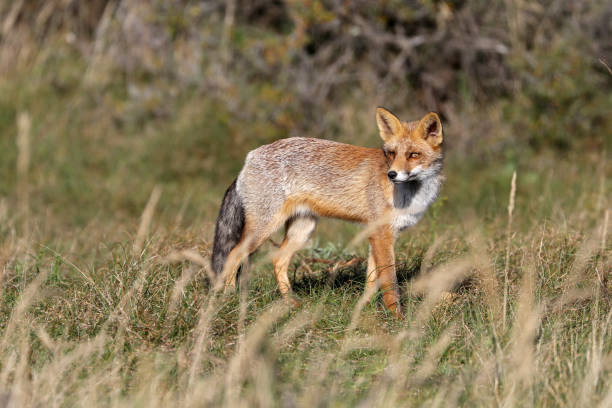 istock Cute red fox in natural habitat 1133794100