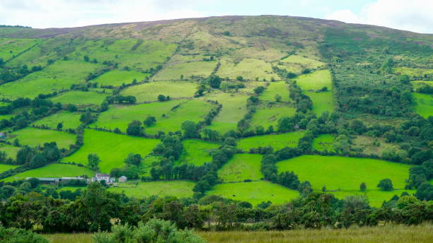 istock Trees and plants on the green mountain 1133794298