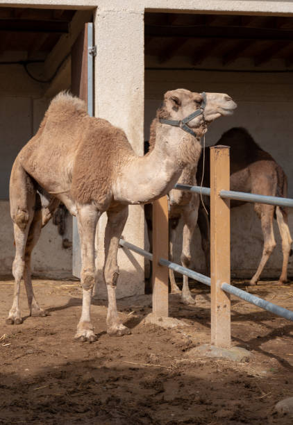istock Portrait of camel 1133795230