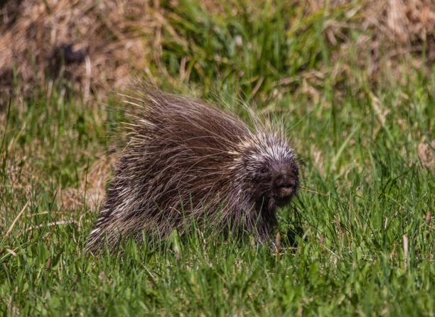 istock Porcupine in grass 1133795711