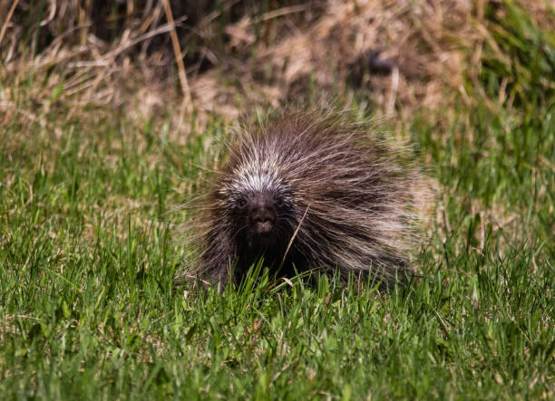 istock Porcupine in grass 1133795713